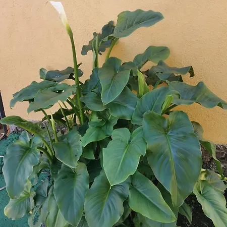 Nyaraló Rosa Vieja *