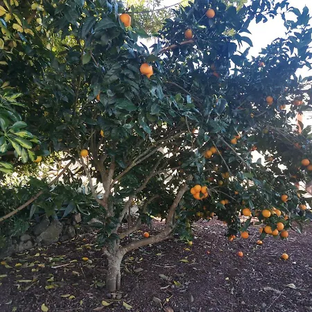 Rosa Vieja Nyaraló Santa Cruz de Tenerife